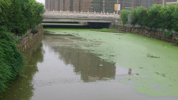 氨氮、磷超標造成河流水體富營養(yǎng)