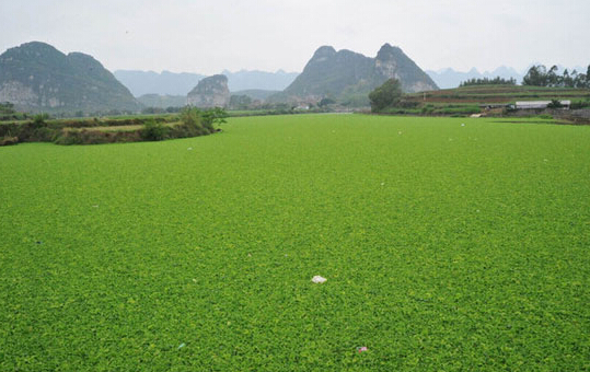 氨氮、磷超標(biāo)